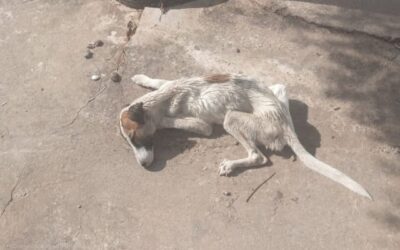 GCM de Luís Eduardo Magalhães atende ocorrência de possível caso de maus-tratos a animal no bairro Florais Léa